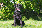 Labrador-Retriever-Rottweiler in summer