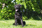 Labrador-Retriever-Rottweiler in summer