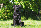 Labrador-Retriever-Rottweiler in summer