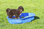 mongrel puppy