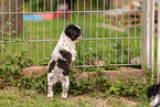 Shih-Tzu-Mongrel