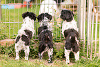Shih-Tzu-Mongrels