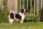 Shih-Tzu-Mongrel