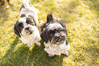 2 Shih-Tzu-Maltese