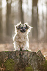 Jack-Russell-Terrier-Chihuahua in autumn