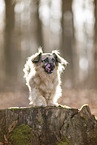 Jack-Russell-Terrier-Chihuahua in autumn