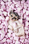 Chihuahua-Mongrel Puppy