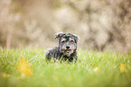 Poodle-Mongrel in the meadow