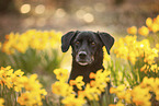 old Dachshund-Labrador-Retriever