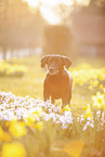 old Dachshund-Labrador-Retriever