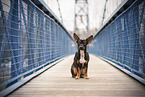 small Terrier-Mongrel