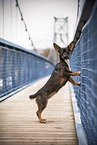 small Terrier-Mongrel