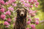 Flat-Coated-Retriever-Australian-Shepherd in summer
