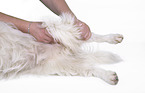Terrier-Mongrel at physiotherapy