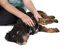 Terrier-Mongrel at physiotherapy