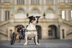 Jack-Russell-Terrier-Mongrel in wheelchair