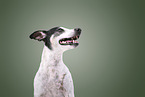 Ratonero-Bodeguero-Andaluz-Mongrel Portrait