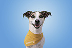 Chihuahua-Jack-Russell-Terrier Portrait