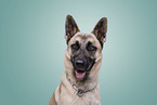Malinois-Mongrel Portrait