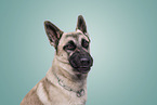 Malinois-Mongrel Portrait