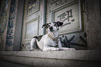 male Ratonero-Bodeguero-Andaluz-Mongrel