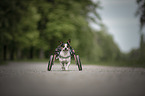 Jack-Russell-Terrier-Mongrel in wheelchair