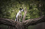 male Ratonero-Bodeguero-Andaluz-Mongrel