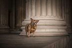 old female Terrier-Mongrel