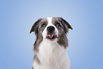 Australian-Shepherd-Border-Collie Portrait