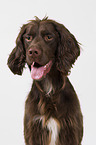 Setter-Mongrel in studio