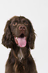 Setter-Mongrel in studio