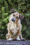 adult Mongrel