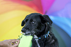adult Mongrel