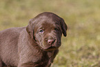 mongrel puppy