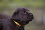 mongrel puppy