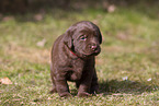 mongrel puppy