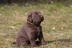 mongrel puppy