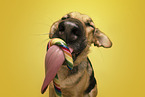 Shepherd-Mongrel Portrait