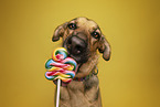 Shepherd-Mongrel Portrait