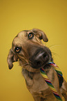 Shepherd-Mongrel Portrait