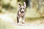 young Staffordshire-Terrier-Mongrel
