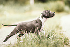 young Staffordshire-Terrier-Mongrel
