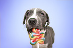 young Staffordshire-Terrier-Mongrel