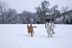 2 dogs