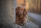 red Cocker-Spaniel-Mongrel