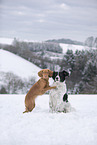 2 dogs