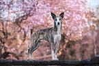 Sighthound-Border-Collie