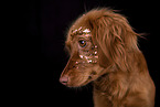red Cocker-Spaniel-Mongrel