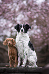 2 dogs