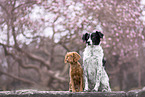 2 dogs